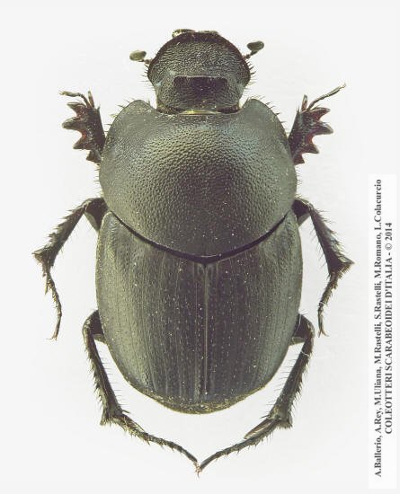 Euonthophagus gibbosus, femmina