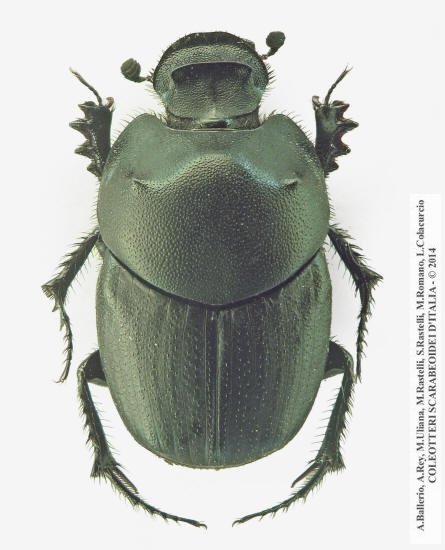 Euonthophagus gibbosus, maschio