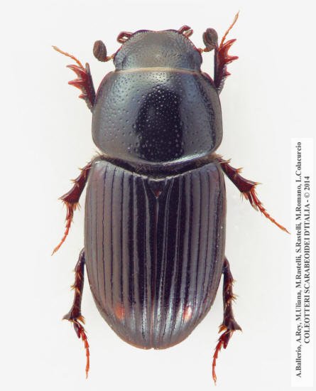 Euorodalus paracoenosus, maschio 