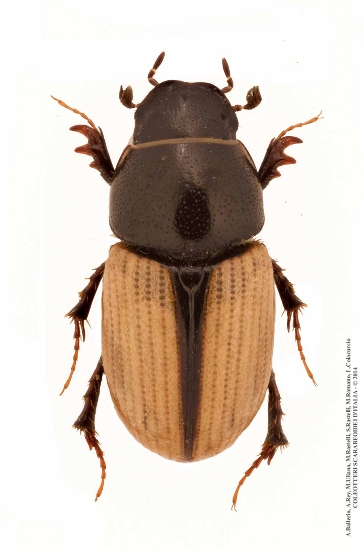 Euorodalus tersus