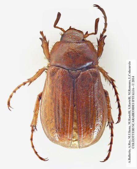 Firminus baudii, maschio