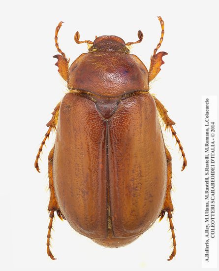 Firminus procerus, maschio