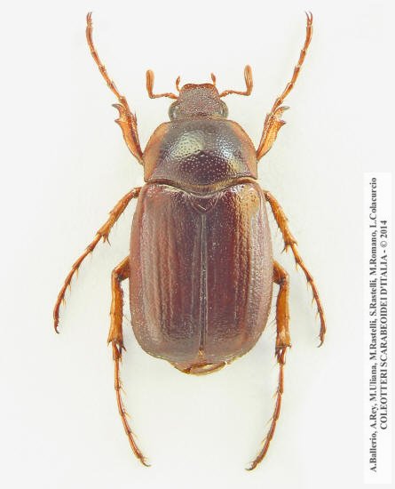 Geotrogus euphytus, maschio
