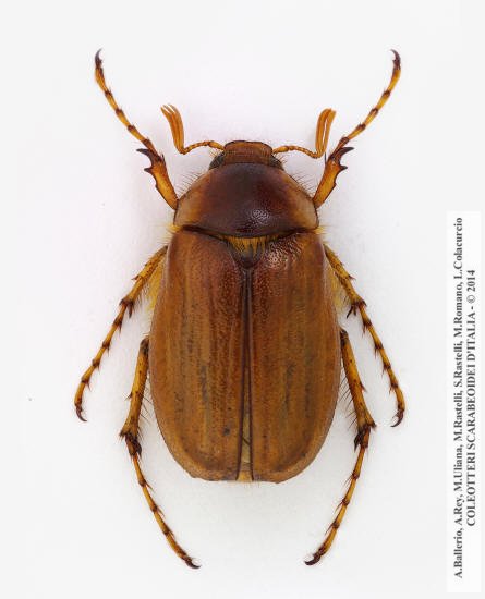 Geotrogus genei