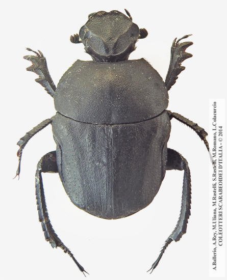 Gymnopleurus mopsus mopsus