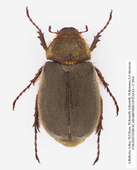 Aplidia hirticollis, maschio