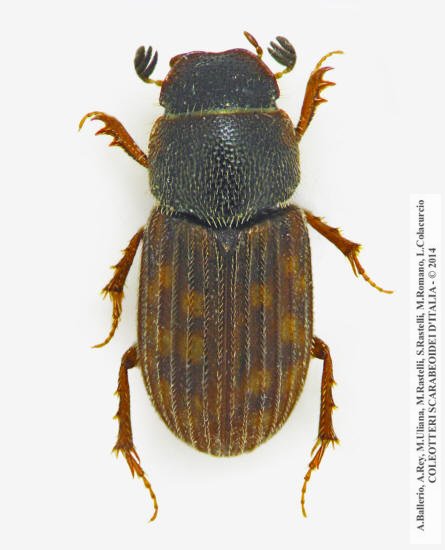 Heptaulacus testudinarius
