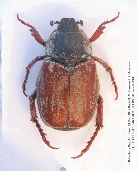 Hoplia argentea