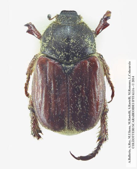 Hoplia attilioi, femmina