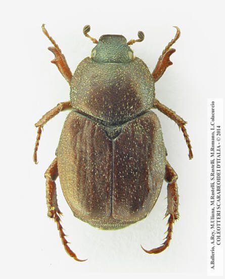 Hoplia brunnipes, femmina