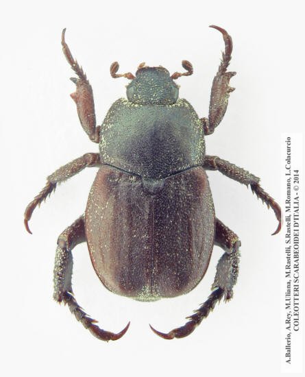 Hoplia brunnipes, maschio. CLICCA per ingrandire