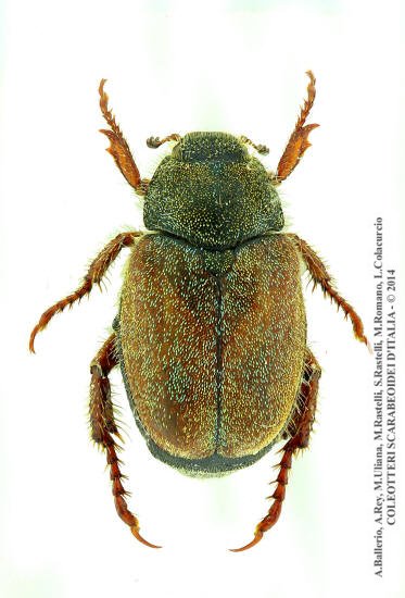 Hoplia dubia, femmina