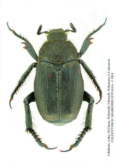 Hoplia fiorii, maschio