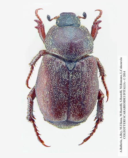 Hoplia graminicola, femmina 