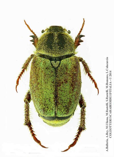 Hoplia pubicollis, femmina 