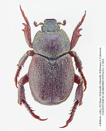 Hoplia graminicola, maschio