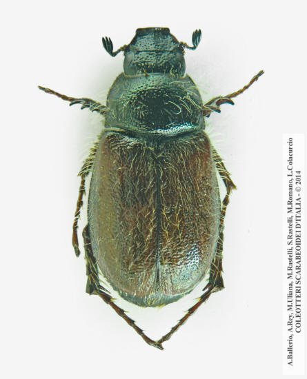 Hymenoplia sicula