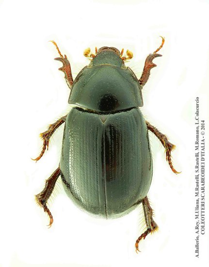 Hybosorus illigeri