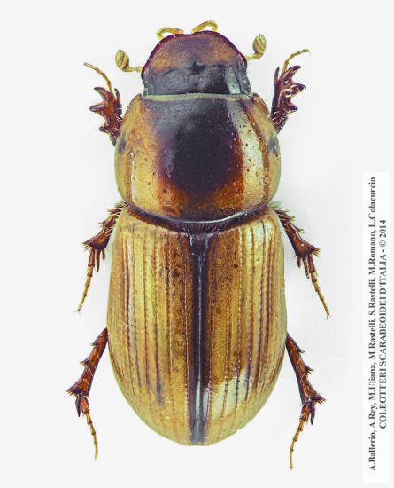 Labarrus lividus