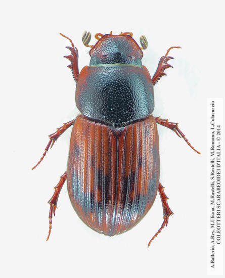 Limarus zenkeri