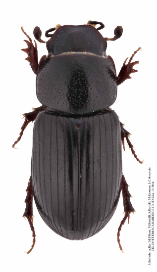 Liothorax plagiatus