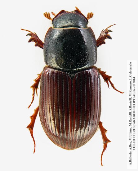 Loraphodius suarius