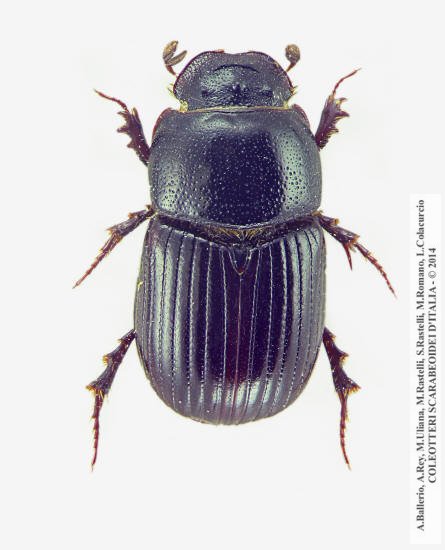 Loraspis frater