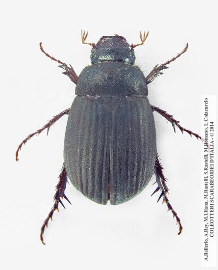 Maladera holosericea, femmina