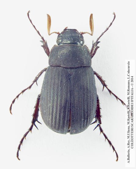 Maladera holosericea, maschio