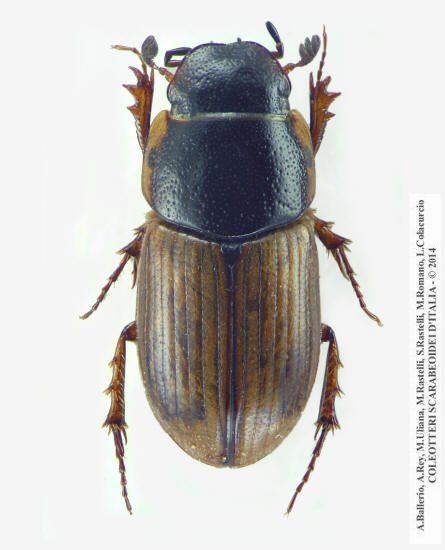 Melinopterus stolzi, maschio