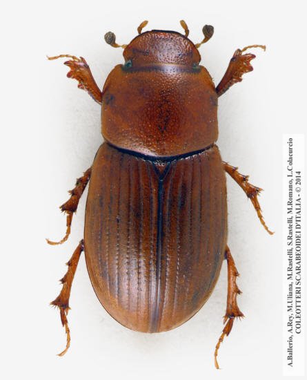 Neagolius amblyodon, femmina
