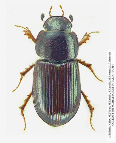 Neagolius amblyodon, maschio