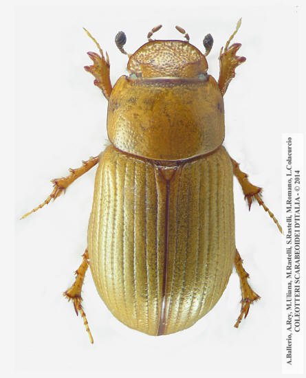 Neagolius liguricus, femmina