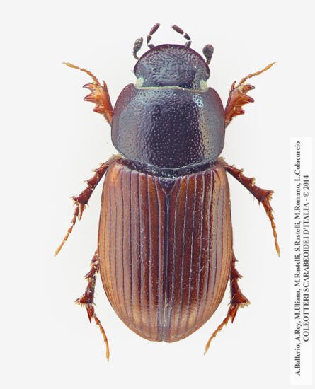 Neagolius liguricus, maschio 