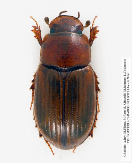 Neagolius  montanus, femmina 