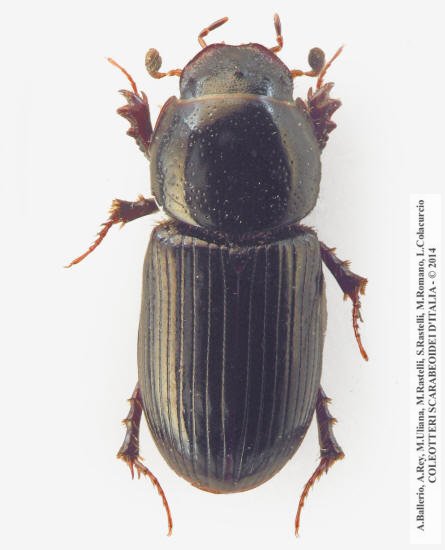 Nialus varians