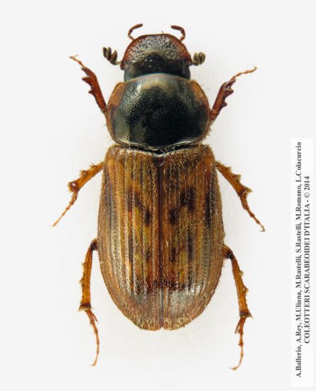Nimbus contaminatus, femmina