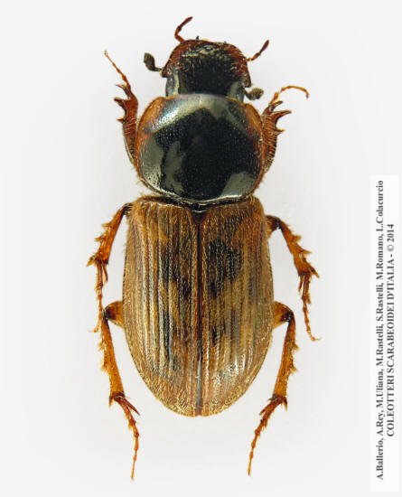 Nimbus contaminatus, maschio