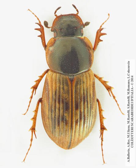 Nimbus obliteratus, femmina