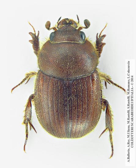 Ochodaeus chrysomeloides