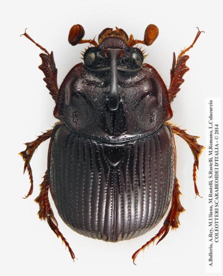 Odonteus armiger, maschio