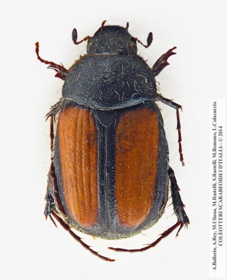 Omaloplia ruricola ruricola