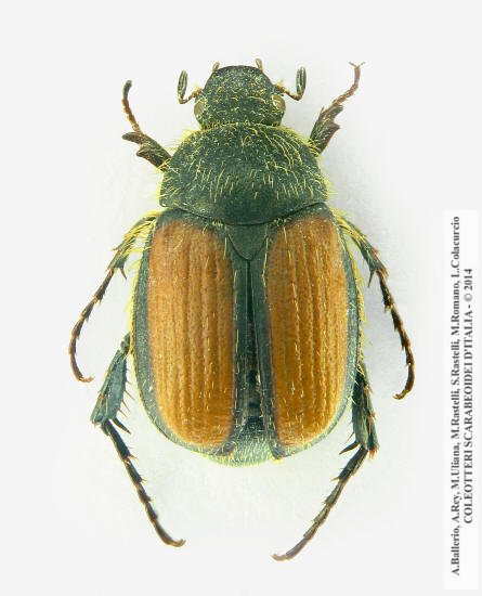 Omaloplia ruricola nicolasi