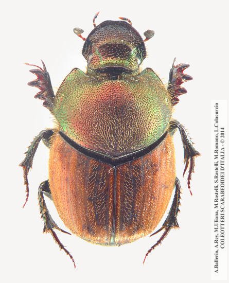 Onthophagus coenobita, femmina