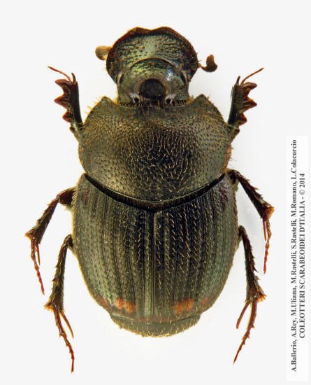 Onthophagus furcatus, maschio 