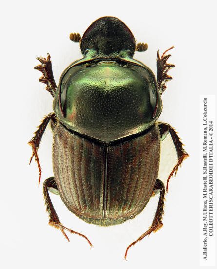 Onthophagus illyricus, maschio 