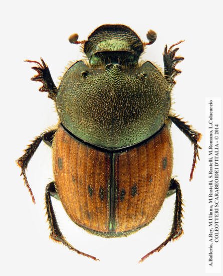 Onthophagus lemur