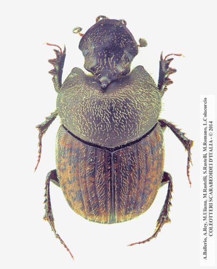 Onthophagus massai, maschio