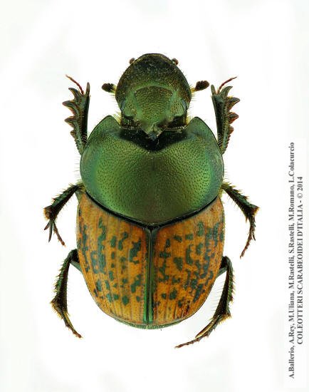Onthophagus medius, maschio