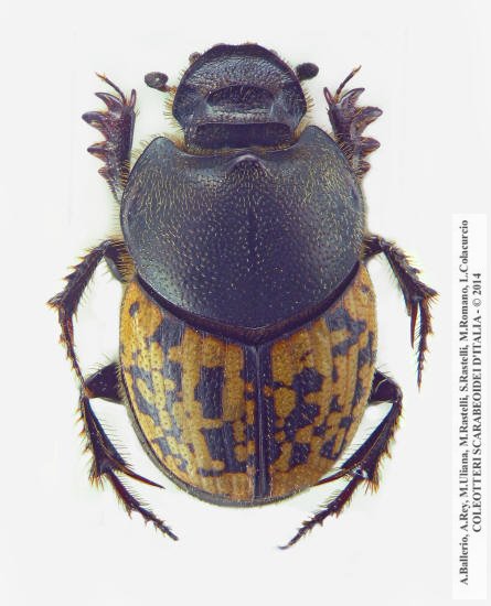 Onthophagus nuchicornis, femmina